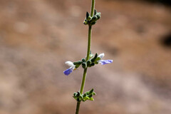 Salvia aequidistans
