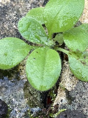 Arabidopsis thaliana