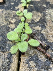 Arabidopsis thaliana