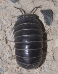 Armadillo officinalis