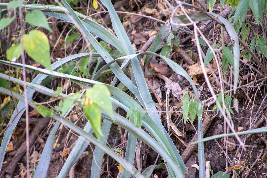 Agave stringens - Care, Propagation & Tips | Viriar – VIRIAR