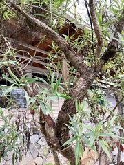 Barkleyanthus salicifolius