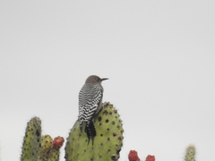 Melanerpes hypopolius