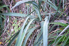 Agave stringens
