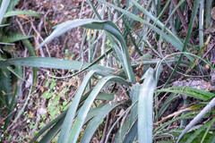 Agave stringens
