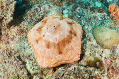 Culcita novaeguineae