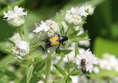 Macrosiagon dimidiata