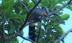 Coccyzus longirostris