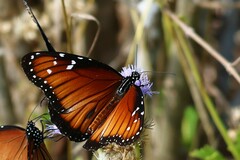 Danaus eresimus