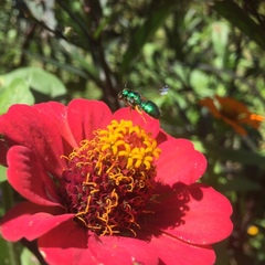 Calloceratina