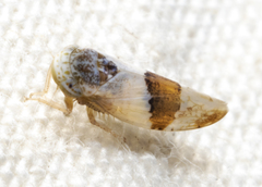 Norvellina seminuda
