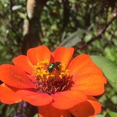 Calloceratina
