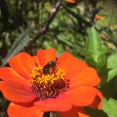 Calloceratina
