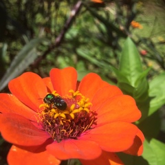 Calloceratina