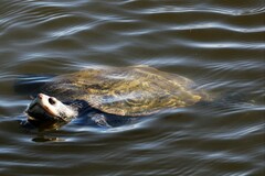 Malaclemys terrapin