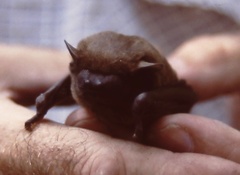 Pipistrellus pipistrellus