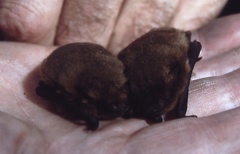 Pipistrellus pipistrellus