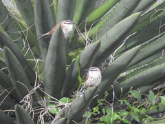 Campylorhynchus jocosus