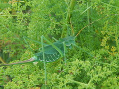 Glyphonotus coniciplicus