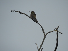 Phaeoptila sordida