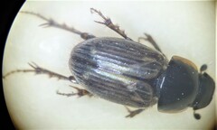 Melinopterus