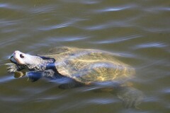 Malaclemys terrapin