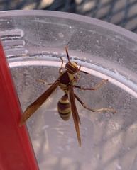 Polistes major major