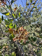 Pterostemon rotundifolius