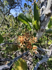 Pterostemon rotundifolius