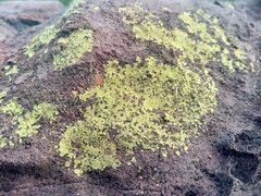 Acarosporaceae