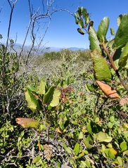 Pterostemon rotundifolius