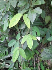 Clitoria falcata