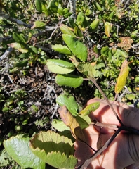 Pterostemon rotundifolius