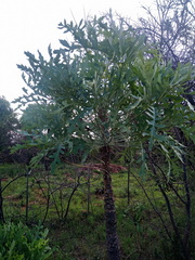 Cussonia paniculata sinuata