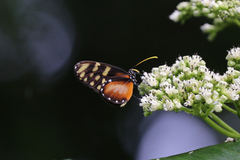 Dircenna olyras relata