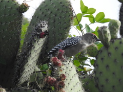 Melanerpes hypopolius