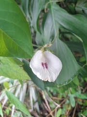 Clitoria falcata