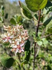 Pterostemon rotundifolius