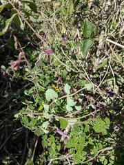 Pterostemon rotundifolius