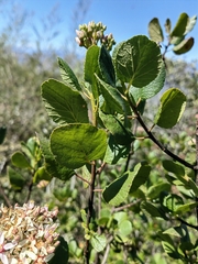 Pterostemon rotundifolius