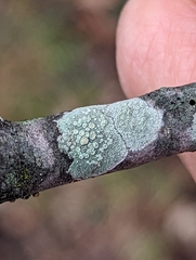 Lecanora strobilina
