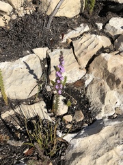 Muraltia splendens splendens