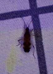 Ozophora picturata