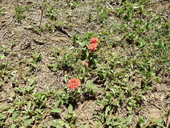 Glandularia peruviana