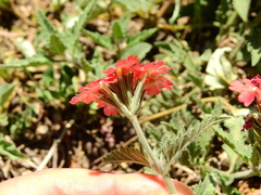 Glandularia peruviana