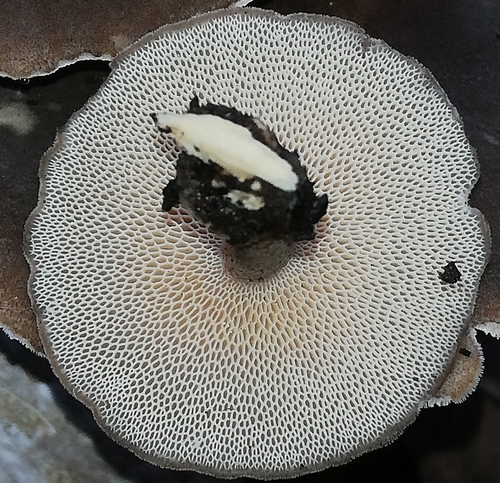 Winter polypore (Lentinus brumalis)