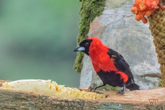 Ramphocelus nigrogularis