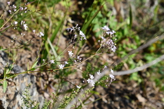 Gypsophila pacifica