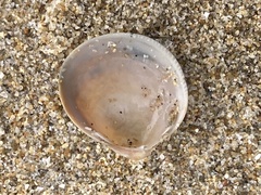 Laevicardium substriatum