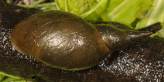 Lymnaea stagnalis